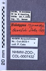 Etiketten zu Hypnoidus beneschi (NHMW-ZOO-COL-0007432)